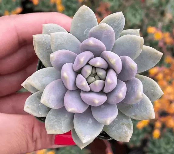 Sedeveria 'Lila Niebla' Sedeveria 'Lila Niebla'
