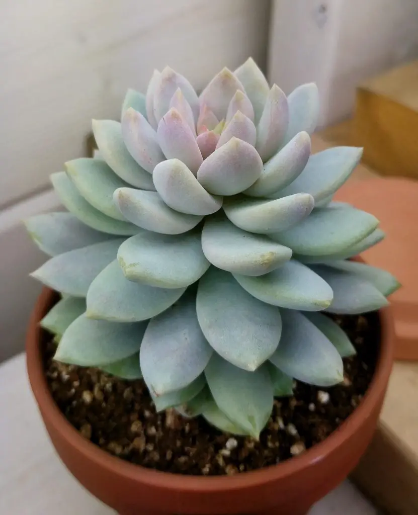 Sedeveria 'Lila Niebla' Sedeveria 'Lila Niebla'
