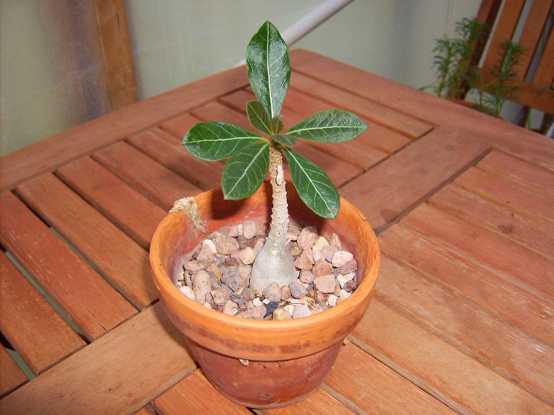 Adenium Socotranum (La rosa del desierto de Socotra)
