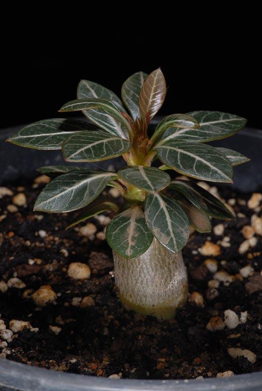 Adenium Socotranum (La rosa del desierto de Socotra)