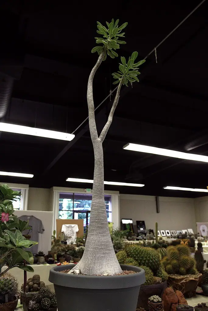 Adenium Socotranum (La rosa del desierto de Socotra)