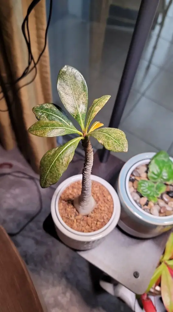 Adenium Socotranum (La rosa del desierto de Socotra)