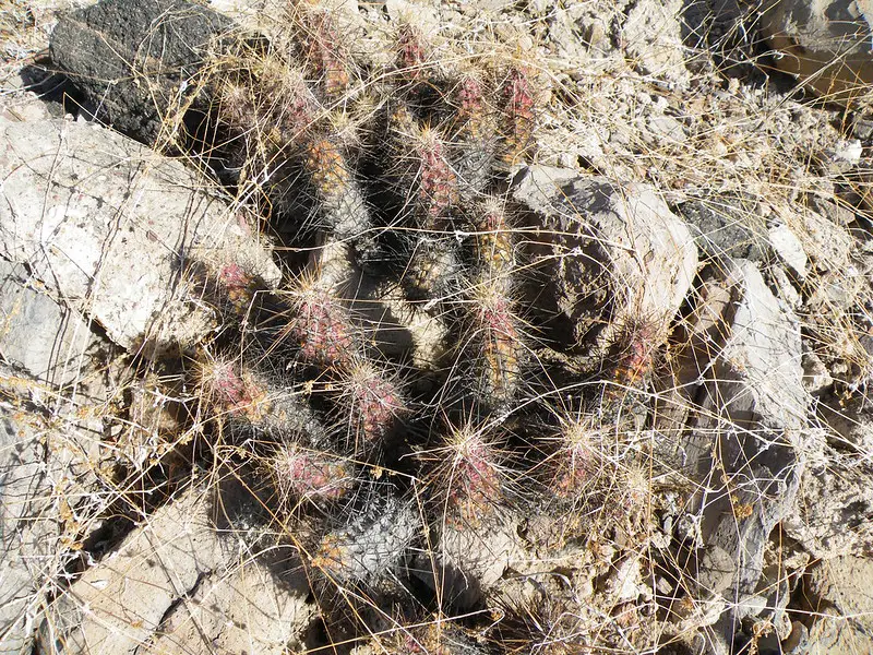 Echinocereus Brandegeei Echinocereus Brandegeei