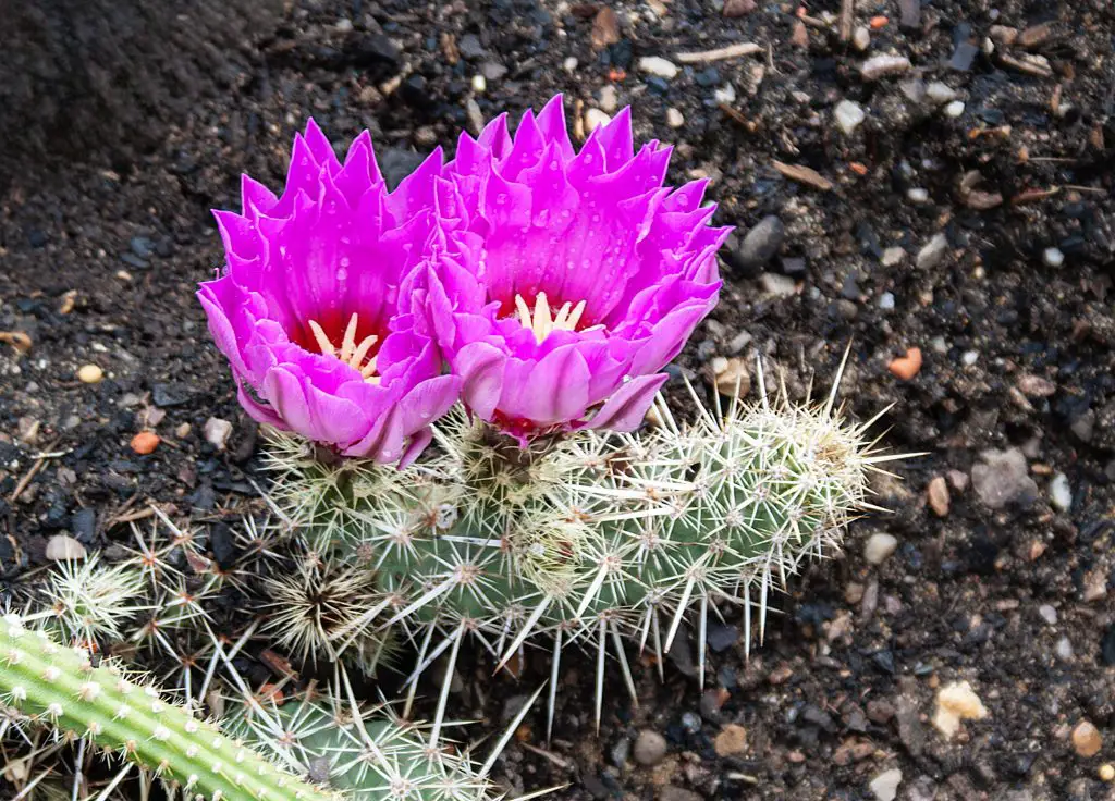 Echinocereus Brandegeei Echinocereus Brandegeei