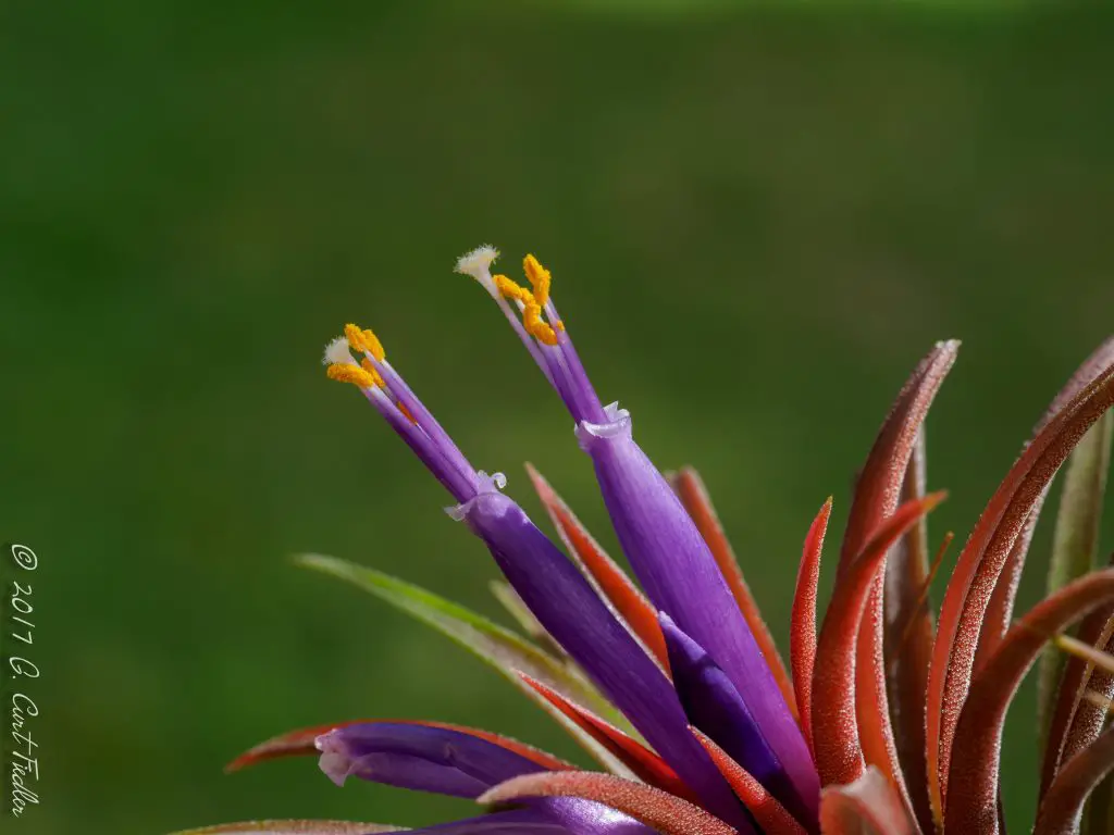 ¿Cuáles son las plantas aéreas que florecen y responden otras preguntas?