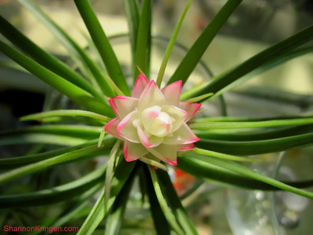 ¿Cuáles son las plantas aéreas que florecen y responden otras preguntas?