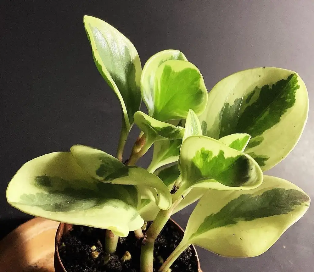 Peperomia Obtusifolia (La Planta Joven del Caucho)