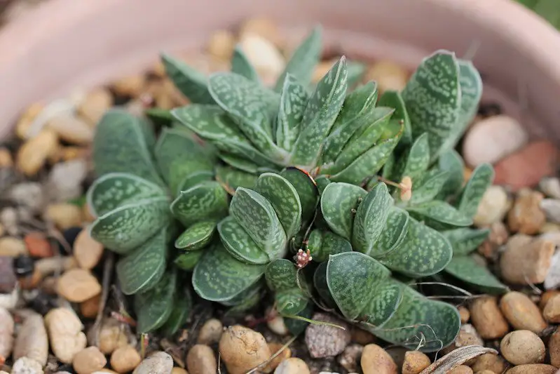 Gasteria gracilis