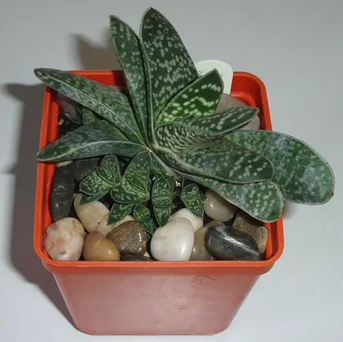 Gasteria gracilis