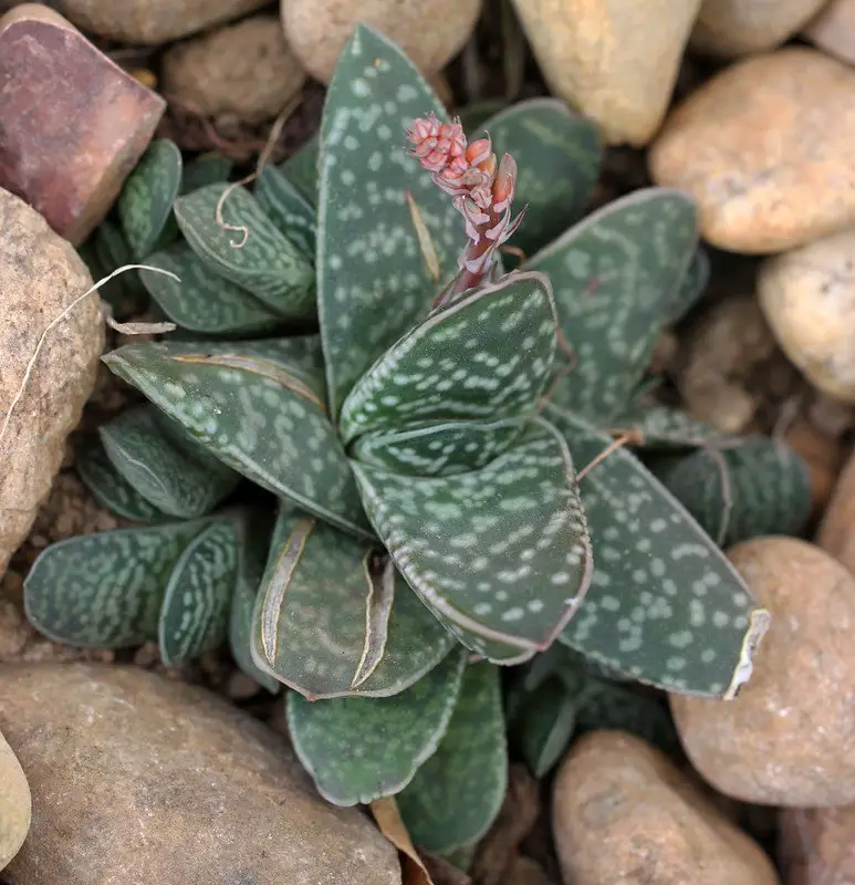 Gasteria gracilis