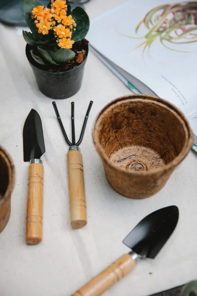 La guía completa para plantar suculentas en macetas La guía completa para plantar suculentas en macetas