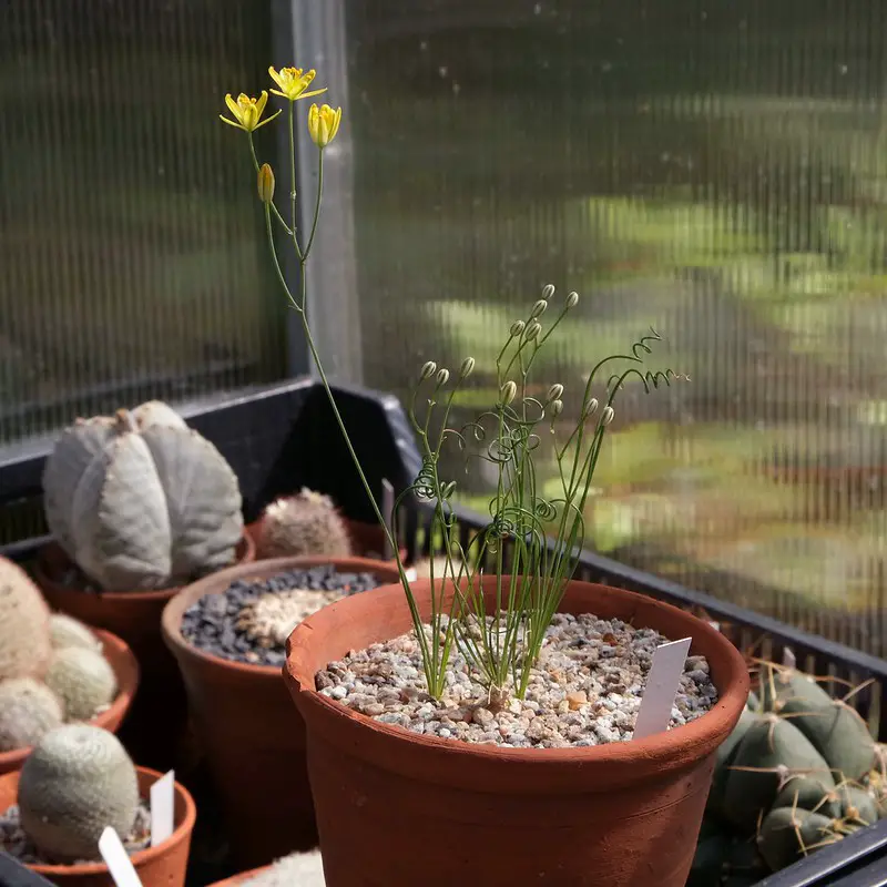 Albuca osmynella