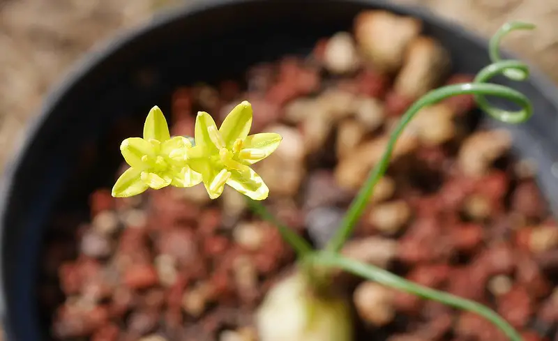 Albuca osmynella