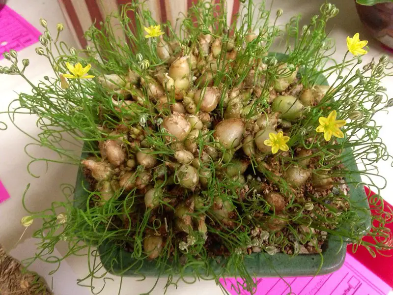 Albuca osmynella