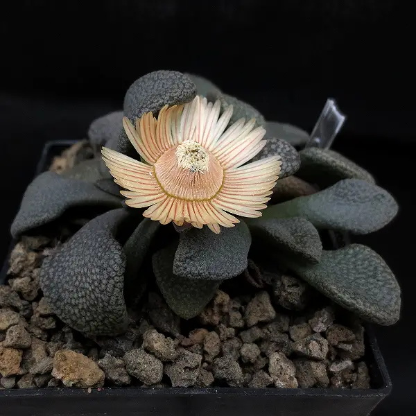 Aloinopsis Rosulata (Acaulon Rosulatum) Aloinopsis Rosulata (Acaulon Rosulatum)