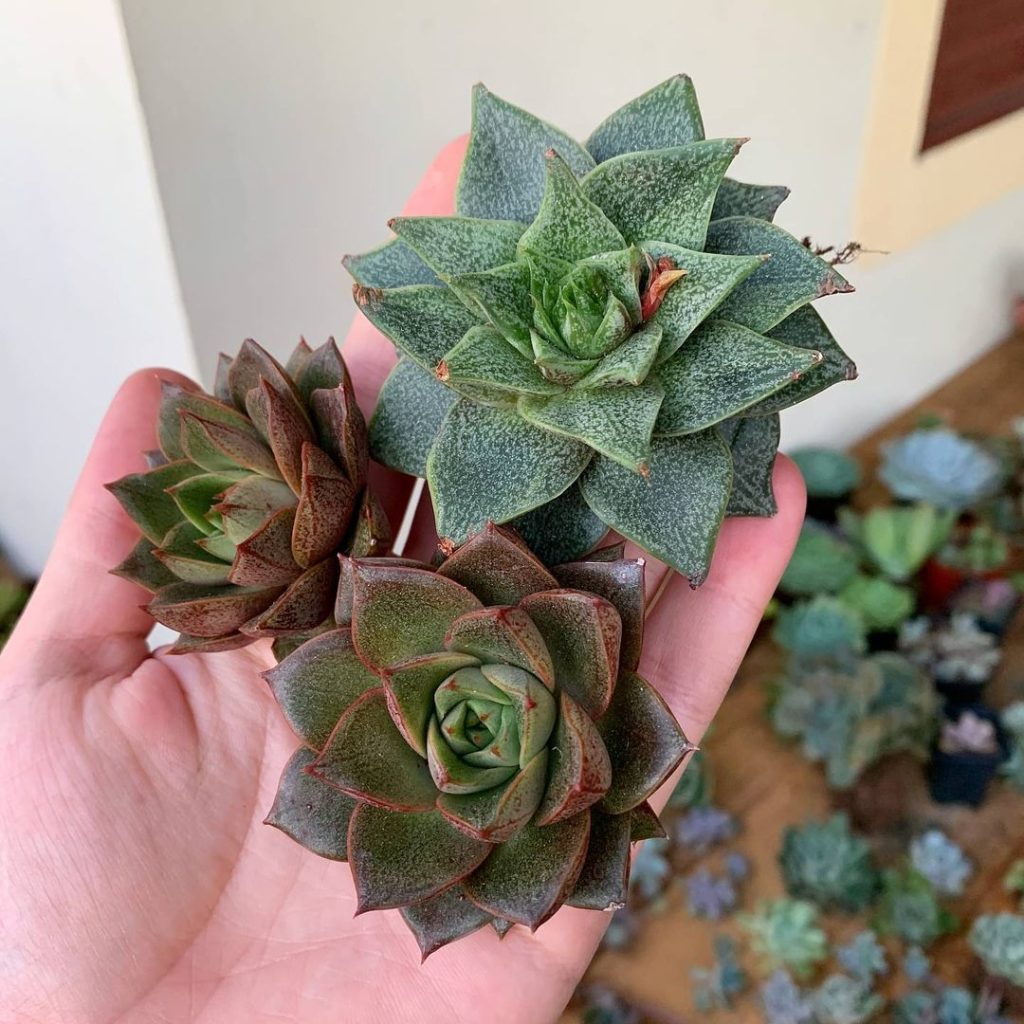 Echeveria Dioniso Echeveria Dioniso