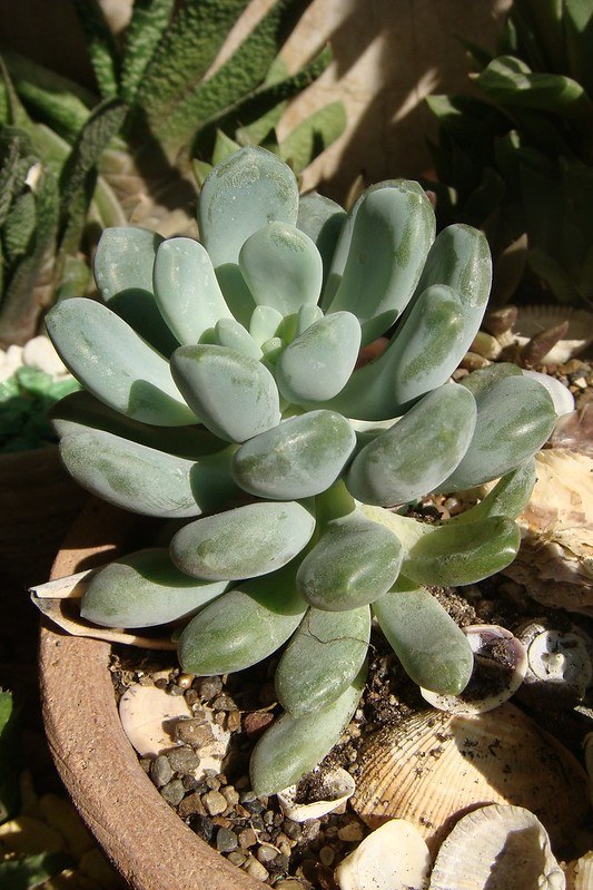 Pachyveria clavata