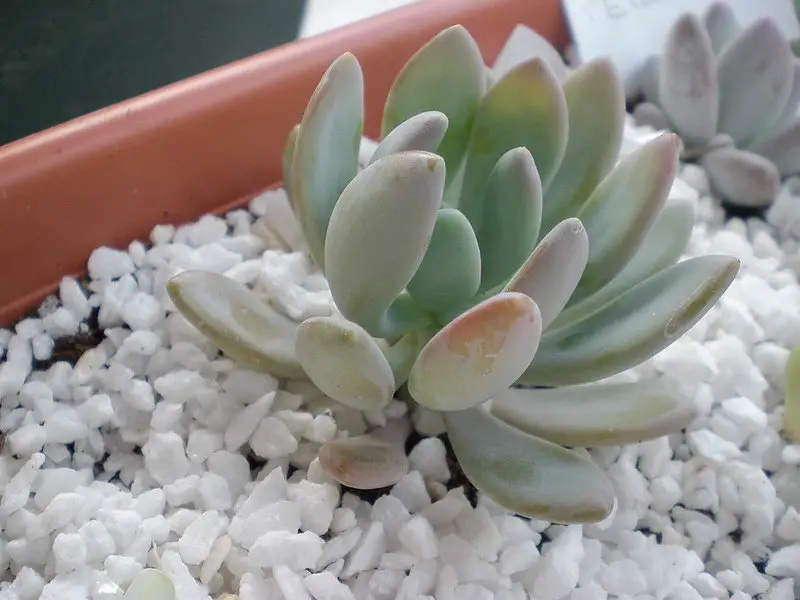 Pachyveria clavata Pachyveria clavata