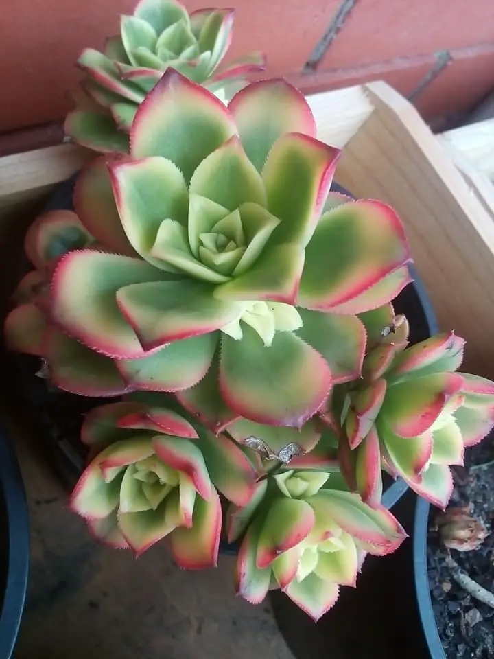 kiwi aeonium