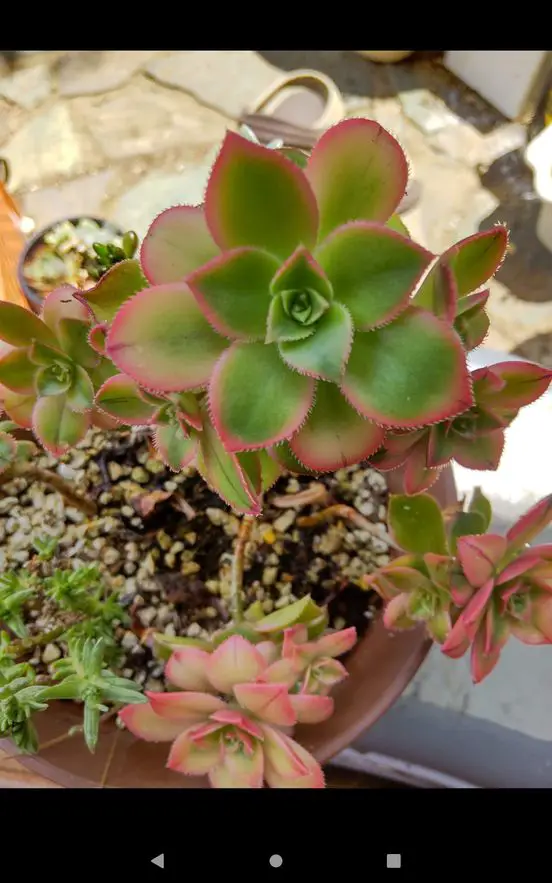kiwi aeonium kiwi aeonium