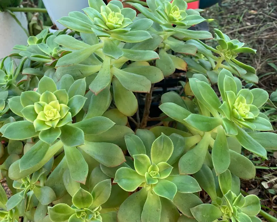 kiwi aeonium