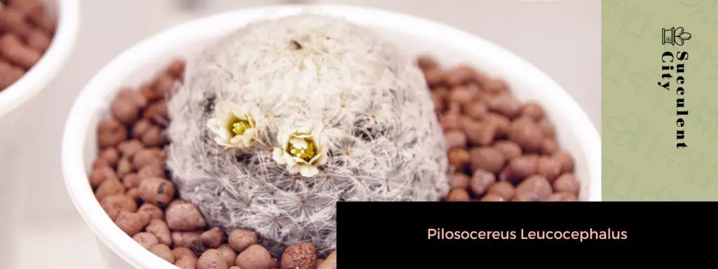 Género “Pilosocereus”. Género “Pilosocereus”.