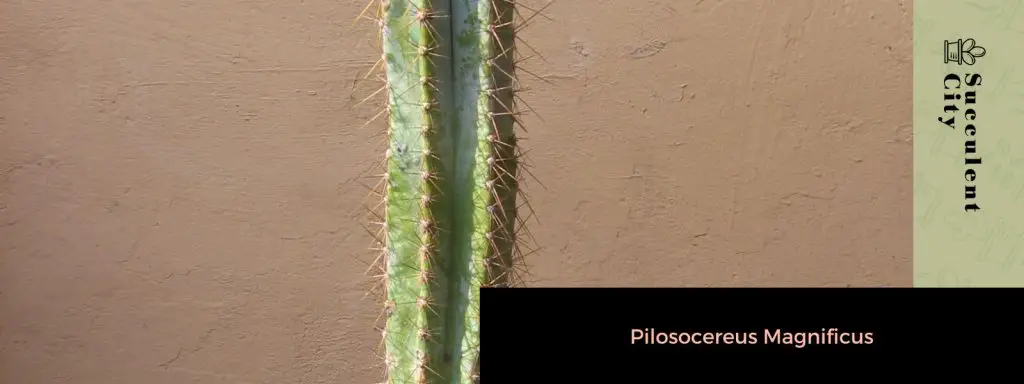 Género “Pilosocereus”. Género “Pilosocereus”.