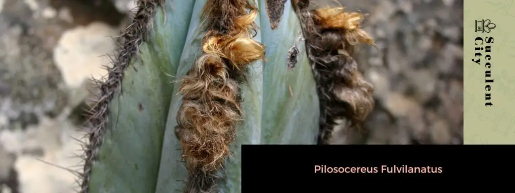 Género “Pilosocereus”. Género “Pilosocereus”.