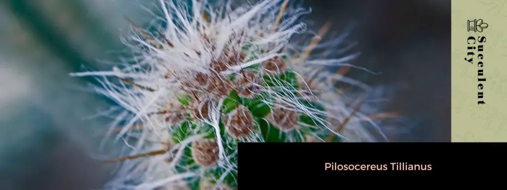 Género “Pilosocereus”. Género “Pilosocereus”.