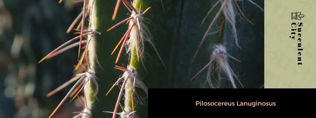 Género “Pilosocereus”.