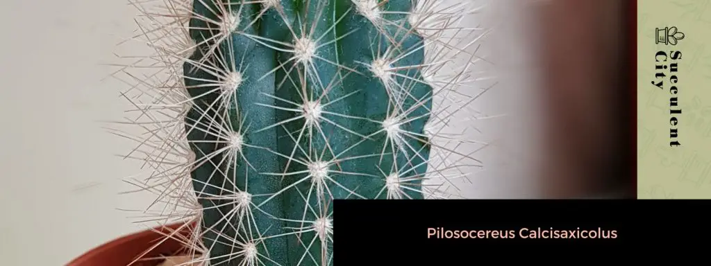 Género “Pilosocereus”. Género “Pilosocereus”.