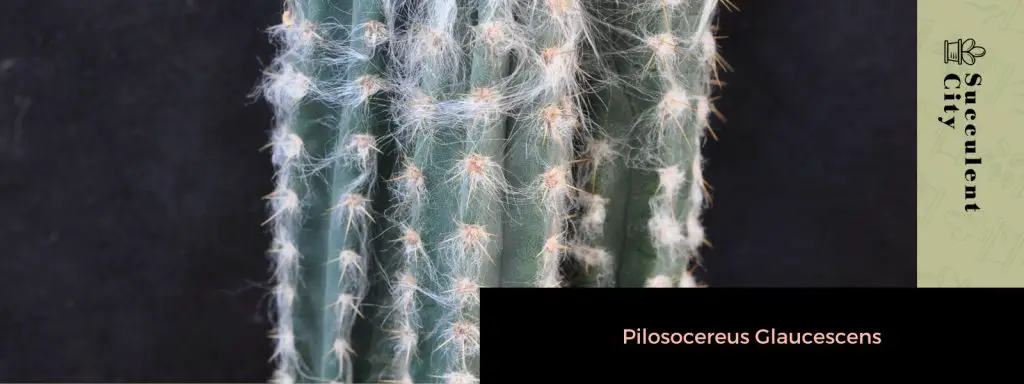 Género “Pilosocereus”. Género “Pilosocereus”.