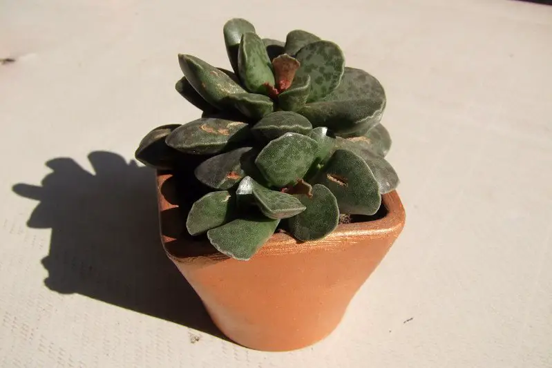 Adromischus Cooperi (berenjena chorlito)