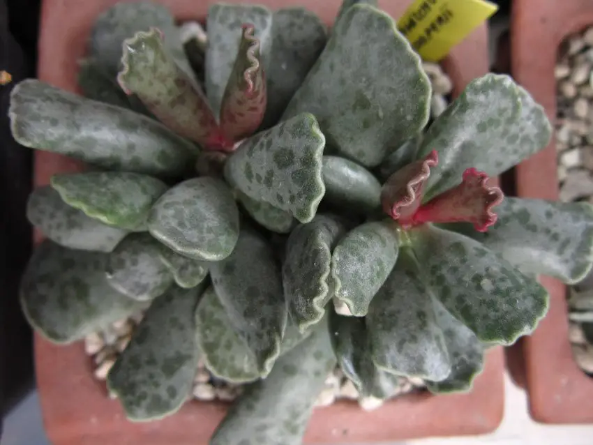 Adromischus Cooperi (berenjena chorlito)