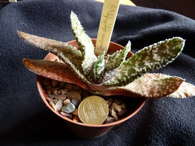 La Gran Lengua de Buey Karoo “Gasteria Disticha”