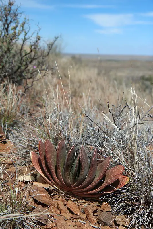 La Gran Lengua de Buey Karoo “Gasteria Disticha”