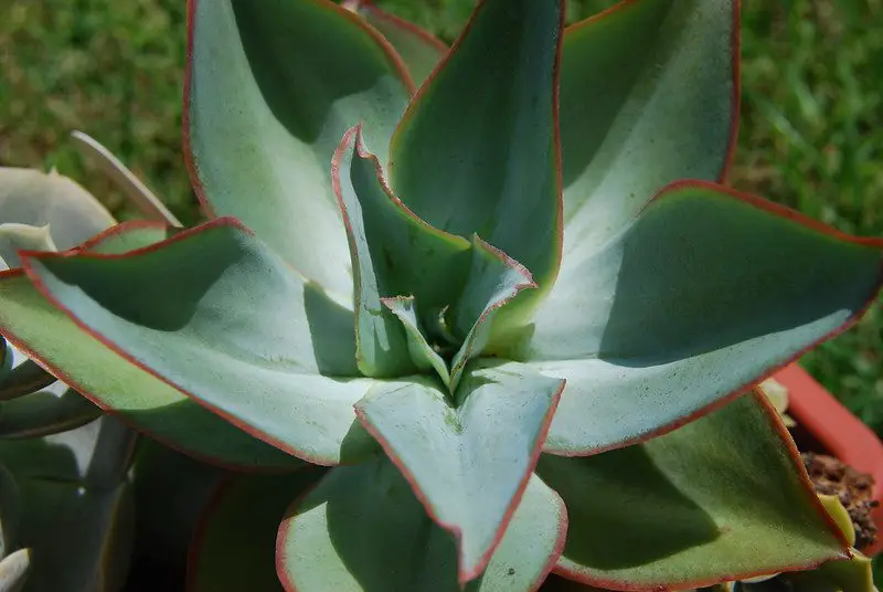 Echeveria Subrigida (La suculenta de fuego y hielo)