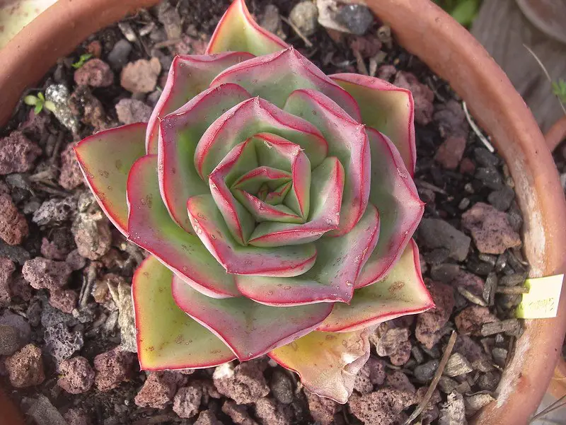 Echeveria Subrigida (La suculenta de fuego y hielo)