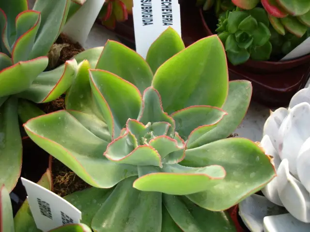 Echeveria Subrigida (La suculenta de fuego y hielo) Echeveria Subrigida (La suculenta de fuego y hielo)