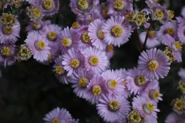 La planta Dassievygie 'Oscularia Caulescens' La planta Dassievygie 'Oscularia Caulescens'