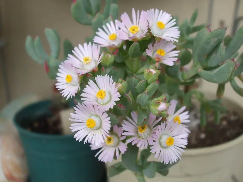 La planta Dassievygie 'Oscularia Caulescens' La planta Dassievygie 'Oscularia Caulescens'