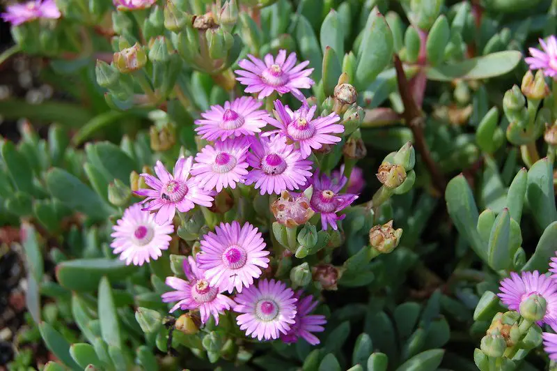 La planta Dassievygie 'Oscularia Caulescens' La planta Dassievygie 'Oscularia Caulescens'