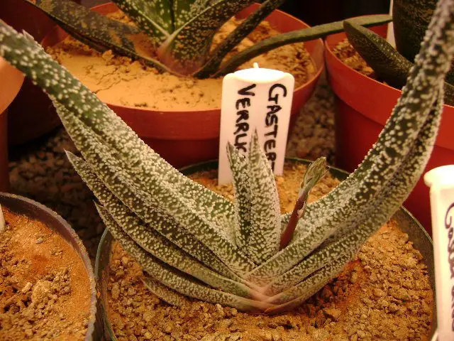 gasteria verrucosa