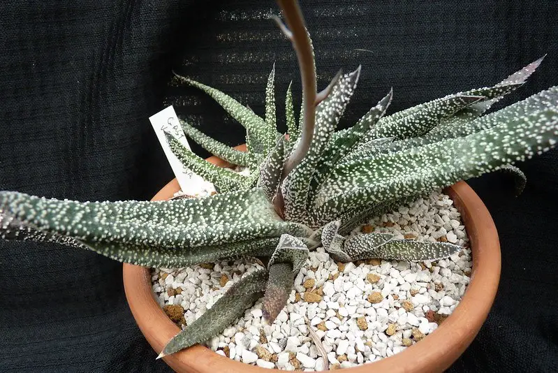 gasteria verrucosa