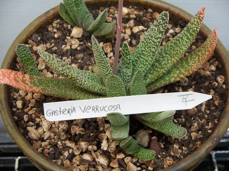 gasteria verrucosa