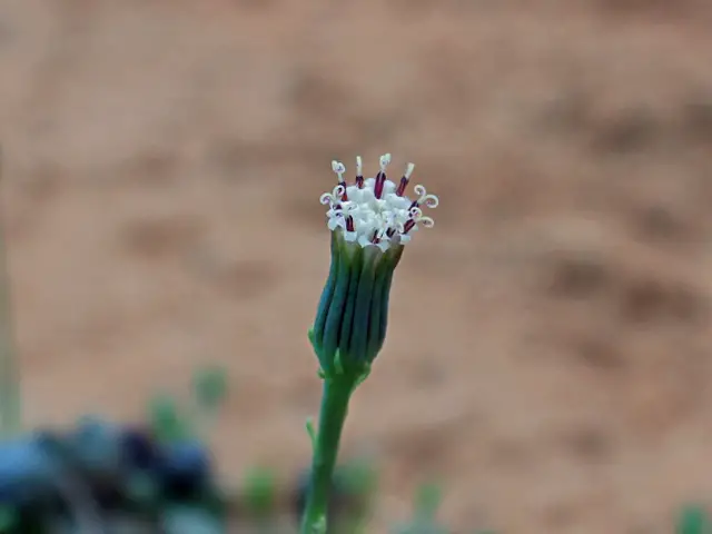 Curio Herreanus (Senecio Herreanus/ Herreianus) Curio Herreanus (Senecio Herreanus/ Herreianus)