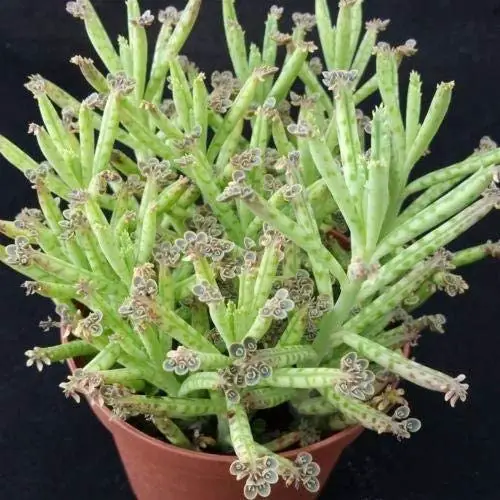 La planta “Madre de Millones” Kalanchoe Delagoensis La planta “Madre de Millones” Kalanchoe Delagoensis