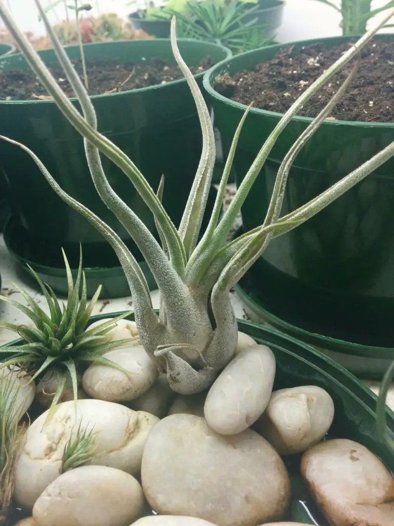 La planta principal de Medusa 'Tillandsia Caput-medusae' La planta principal de Medusa 'Tillandsia Caput-medusae'