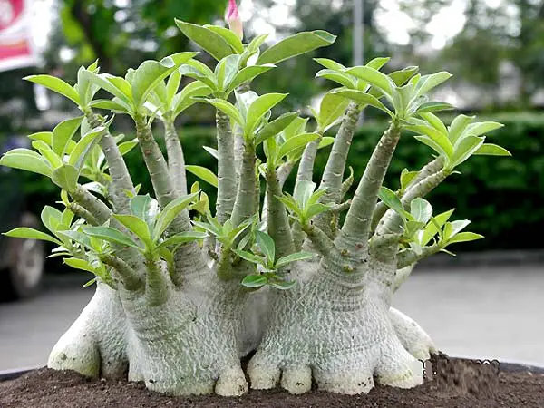 Adenium arabum (arbusto de Adán)