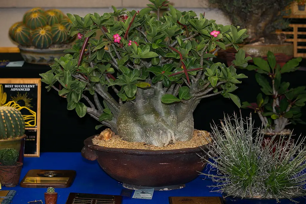 Adenium arabum (arbusto de Adán) Adenium arabum (arbusto de Adán)